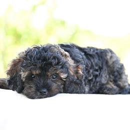 Shane - Sable male Cavapoo puppy in Lawton, Oklahoma from Lindsey’s Cavies