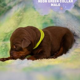 Doberman Pinscher Puppies from Rockin K Kennels