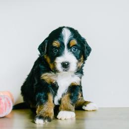 Birch - male Australian Mountain Doodle puppy in Spanish Fork, Utah from K Brand Doodles