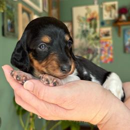 Sweetpea - Piebald female Dachshund puppy in Jacksonville, North Carolina from Lizzie’s Doxies