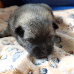 Jet - Black and tan parti male Pomeranian puppy in Bellevue, Iowa from Fluffy Wonders Poms and Doodles