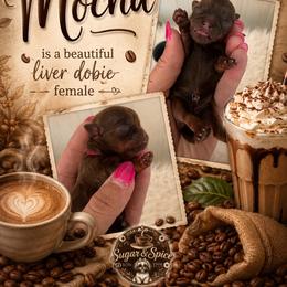 Mocha - Chocolate and tan female Shih Tzu puppy in Connersville, Indiana from Sugar and Spice Shihtzus