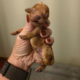 Baby boy 2 - Red  male Poodle puppy in Louisville, Mississippi from Cindy's Poodles