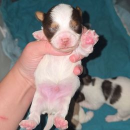 Reeces - Chocolate, tan and white male Yorkshire Terrier puppy in Lakeland, Florida from You Me & The Yorkies