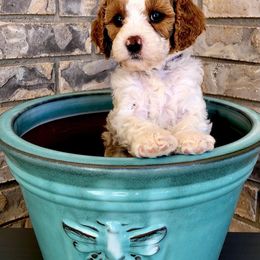 Cavapoo Puppies from Cedar Sprout Puppies