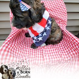 Bernedoodle Puppies from A Star is Born Doodles