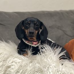 Bobo - Dachshund
