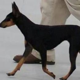 Chinese Cresteds and Manchester Terriers from Fantasy Kennels