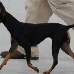 Chinese Cresteds and Manchester Terriers from Fantasy Kennels
