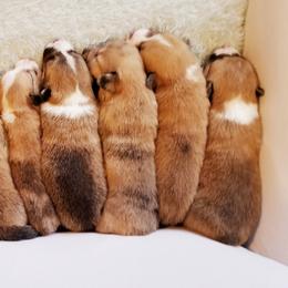 Pembroke Welsh Corgi Puppies from Whimsical Treasure Corgis