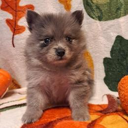 KODA 5 - Blue merle male Pomeranian puppy in Lore City, Ohio from Tonia's Pomeranians