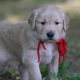 Golden Retriever Puppies from Goose Ridge Retrievers