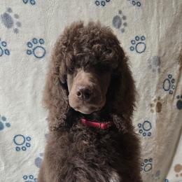 Girl 4 - Poodle puppy in Mayfield Heights, Ohio from Sheridance Poodles