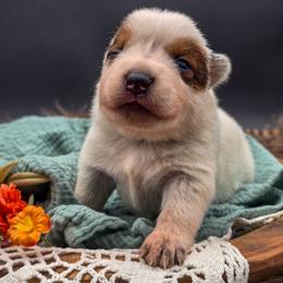 (Green) Red Male - Red speckled male Australian Cattle Dog puppy in Burleson, Texas from Bluebonnet Heelers