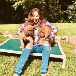 Rhodesian Ridgeback Puppies from Lyonnese Rhodesian Ridgebacks- Debbie Holly