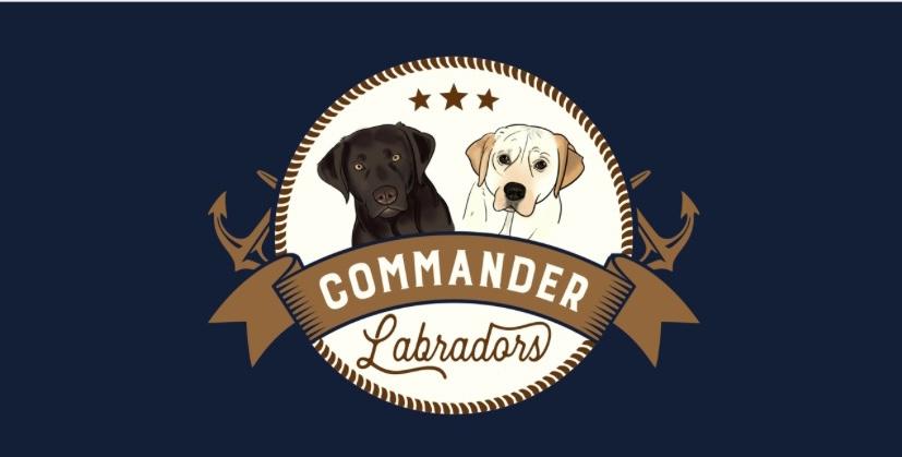 Taskmaster Labrador Commander Labradors in Texas | Labrador Retriever puppies | Good Dog