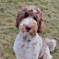 Max - Bordoodle