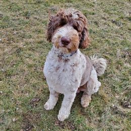 Max - Bordoodle
