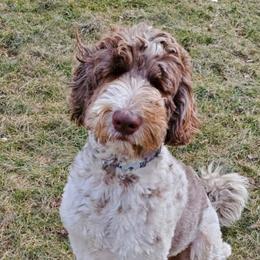 Max - Bordoodle