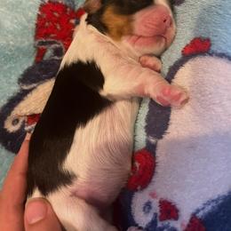 Tri male 1 - Tri-color male Cavalier King Charles Spaniel puppy in Kalama, Washington from Beautiful Cavaliers