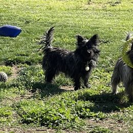 Cairn Terriers from Central Oregon Cairn Terriers