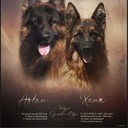 German Shepherd puppies from Golden Ridge