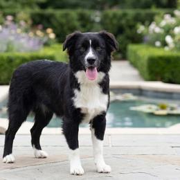 Rocket - Miniature Australian Shepherd
