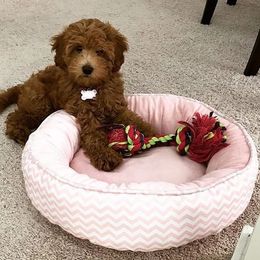 Goldendoodle Puppies from Doodles of NC
