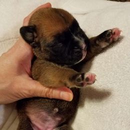 Boxer Puppies from Winchester Boxers