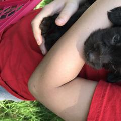 Pudelpointer Puppies from Bent Tree Pudelpointers