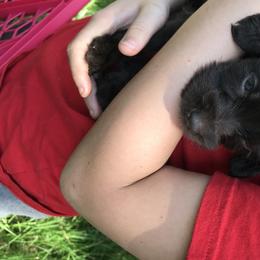 Pudelpointer Puppies from Bent Tree Pudelpointers