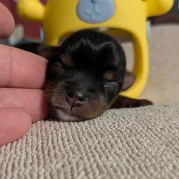 Phil - Black and gold male Yorkshire Terrier puppy in Gatesville, Texas from KontryKritterz Yorkies
