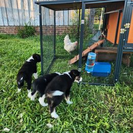 Border Collie Puppies from Cullins Collies