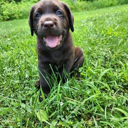 Labrador Retriever Puppies from Mac's Labradors