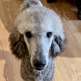 Silver Fox - Silver Poodle puppy in Thrall, Texas from Providential Poodles