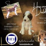 Irish Doodle and Poodle Puppies from Heavenly Poodles