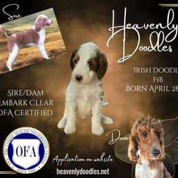 Irish Doodle and Poodle Puppies from Heavenly Poodles