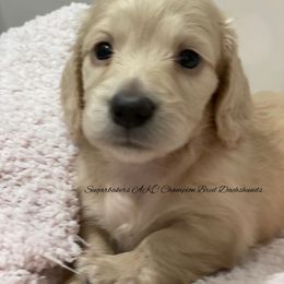 Dachshund Puppies from Sugarbakers Kennel