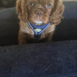 Cavalier King Charles Spaniel Puppies from Enchanted Cavaliers