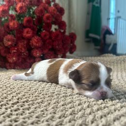 Willow - Fawn and white female Chihuahua puppy in Millville, New Jersey from M’s Chihuahuas