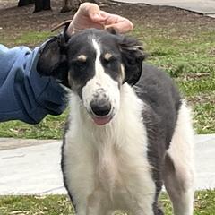 Audie AKA Freckles - Black and tan Borzoi puppy in Alpine, California from Wildwood Hounds