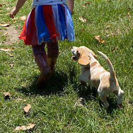 Beagle and German Shepherd Puppies from Synastry Beagles