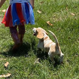 Beagle and German Shepherd Puppies from Synastry Beagles