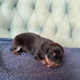 Girl 3 - Black tri-color female Australian Shepherd puppy in Bison, South Dakota from South Dakota Creekside Australian Shepherds