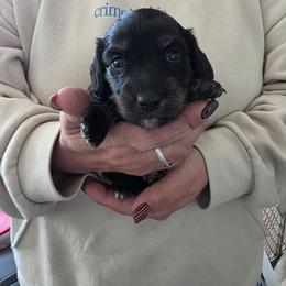 Girl 1 - Brindle female Dachshund puppy in Montgomery County, Ohio from Harlee's Dachshunds