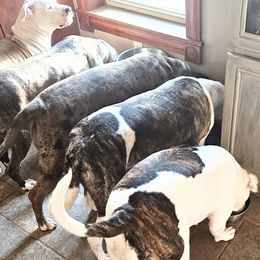 Alapaha Blue Blood Bulldogs from F. F. Fox’SFarm of ALAPAHA BLUE BLOOD BULLDOGS