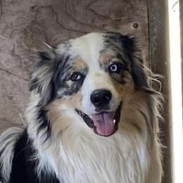 Buck - Australian Shepherd