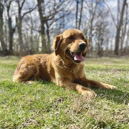 Jasmine - Golden Retriever