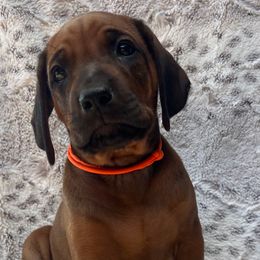 Orange collar - Rd whtn blk nose male Rhodesian Ridgeback puppy in Aubrey, Texas from Bushveld Rhodesian Ridgebacks