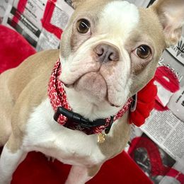 Templeton - Boston Terrier